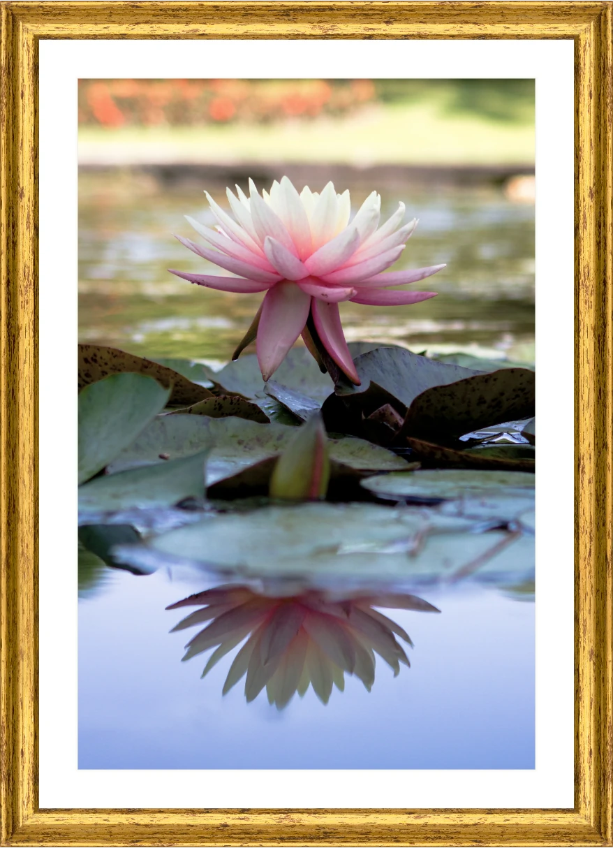 Ninfea Rosa in Fiore — Laghetto — Opera incorniciata 30×45 cm · cornice oro | Andrea Calanca