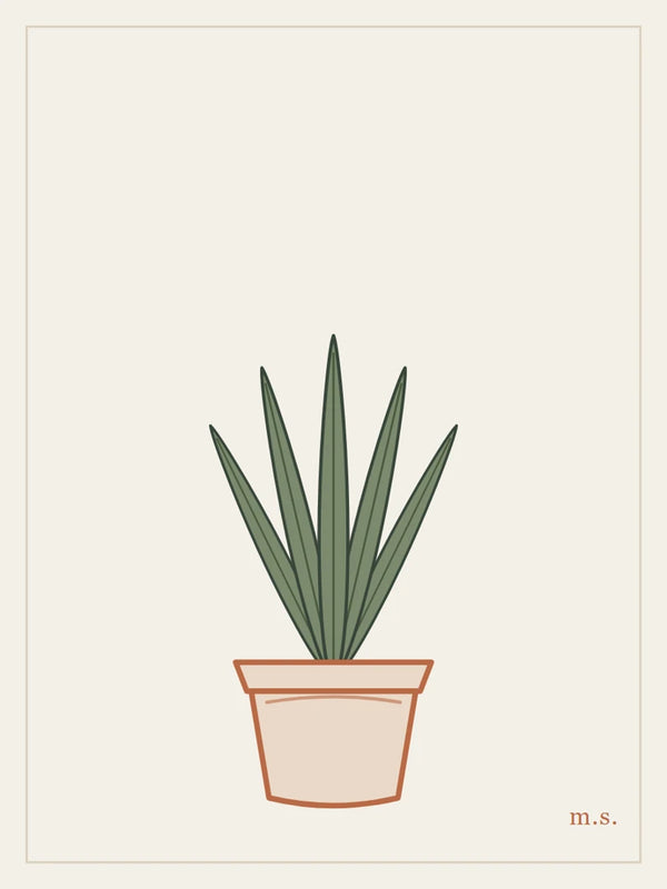 Sansevieria, verticale