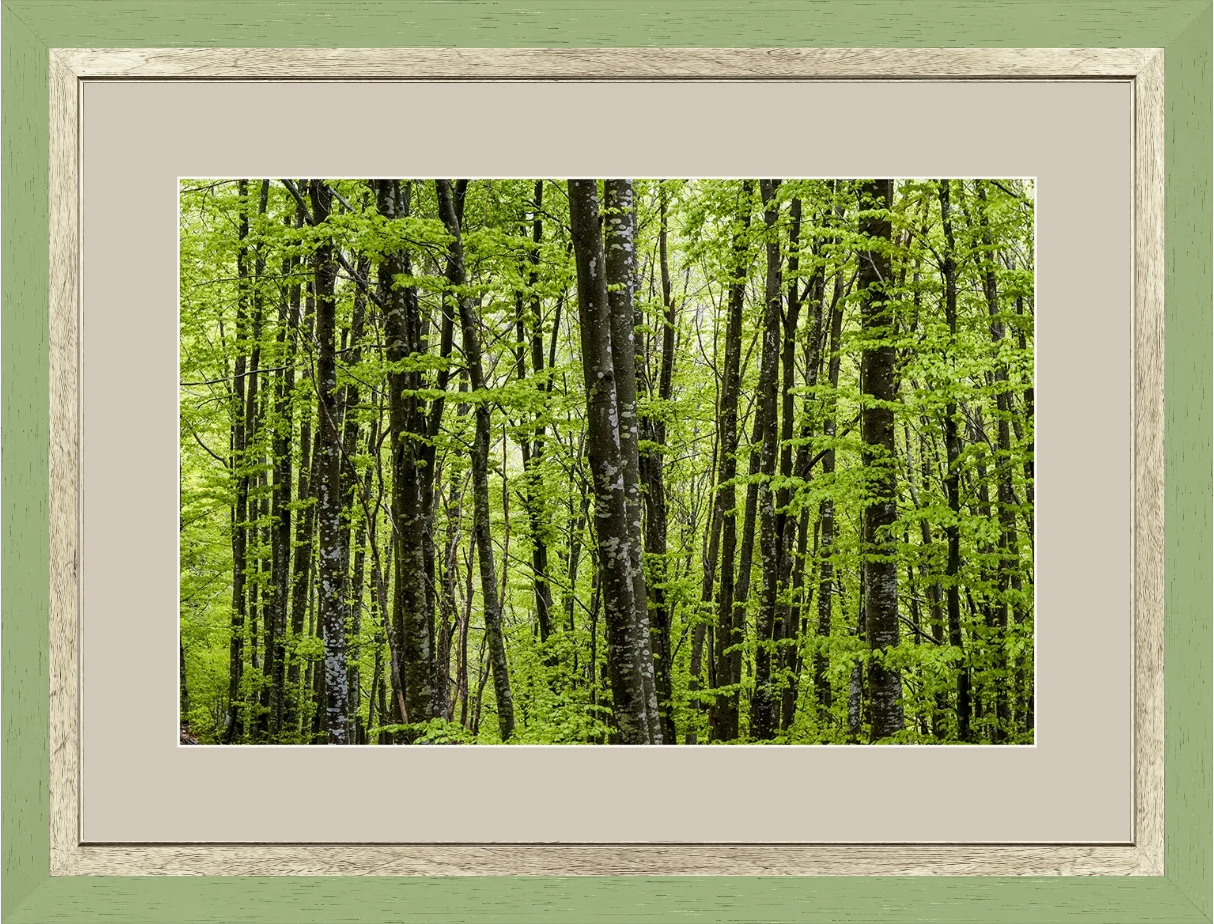 Foresta — Appennino Emiliano — Opera incorniciata 45×30 cm · cornice verde salvia | Andrea Calanca