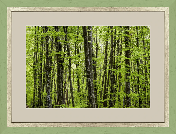 Foresta — Appennino Emiliano — Opera incorniciata 45×30 cm · cornice verde salvia | Andrea Calanca