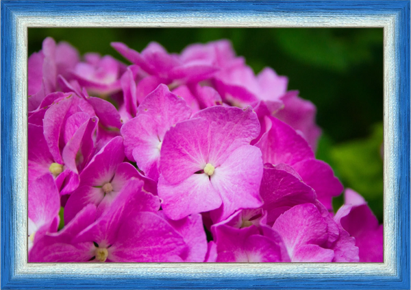 Ortensia Rosa — Parco Giardino Sigurtà — Opera incorniciata 30×20 cm · cornice blu | Andrea Calanca
