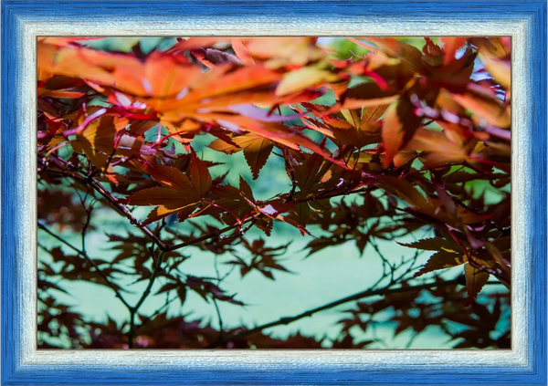 Acero Giapponese — Parco Giardino Sigurtà — Opera incorniciata 30×20 cm · cornice blu | Andrea Calanca