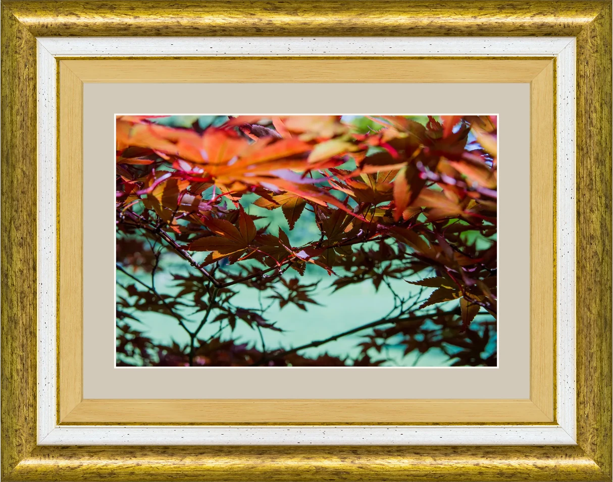 Acero Giapponese — Parco Giardino Sigurtà — Opera incorniciata 30×20 cm · cornice oro | Andrea Calanca