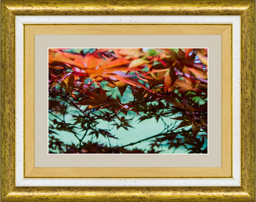 Acero Giapponese — Parco Giardino Sigurtà — Opera incorniciata 30×20 cm · cornice oro | Andrea Calanca