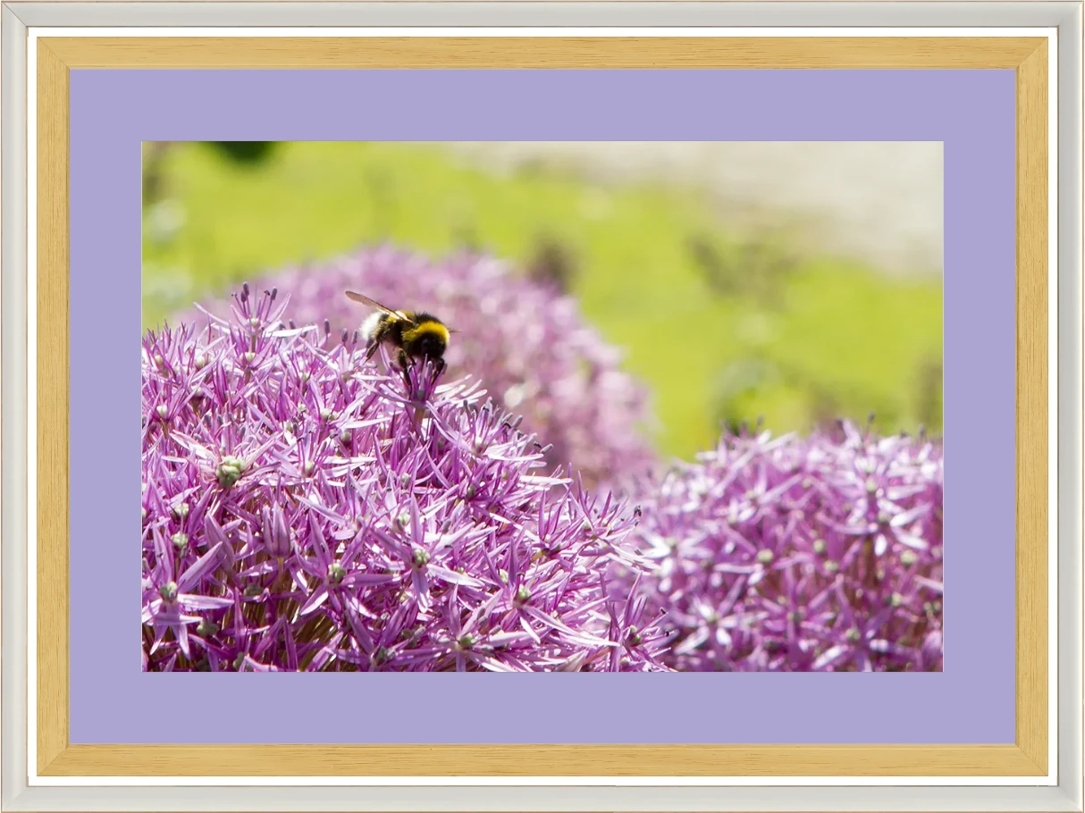 Bombo su Allium — Parco Giardino Sigurtà — Opera incorniciata 45×30 cm · cornice bianca | Andrea Calanca