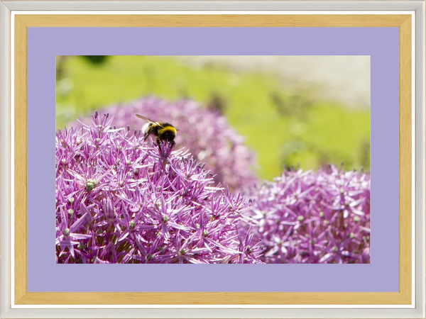 Bombo su Allium — Parco Giardino Sigurtà — Opera incorniciata 45×30 cm · cornice bianca | Andrea Calanca