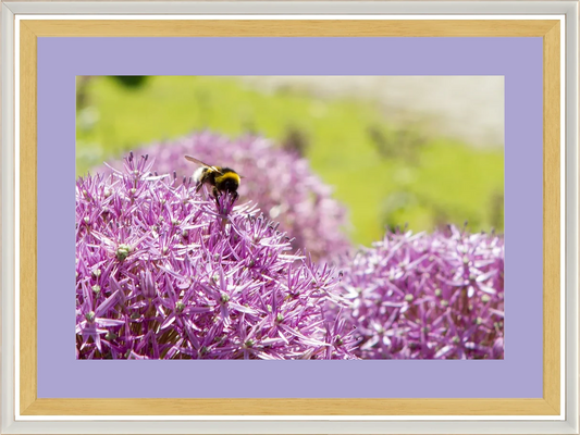 Bombo su Allium — Parco Giardino Sigurtà — Opera incorniciata 45×30 cm · cornice bianca | Andrea Calanca