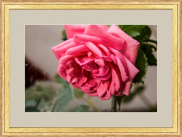 Rosa in Fioritura — Botanica — Opera incorniciata 45×30 cm · cornice oro | Andrea Calanca