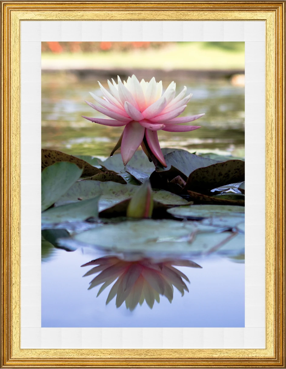 Ninfea Rosa in Fiore — Laghetto — AC