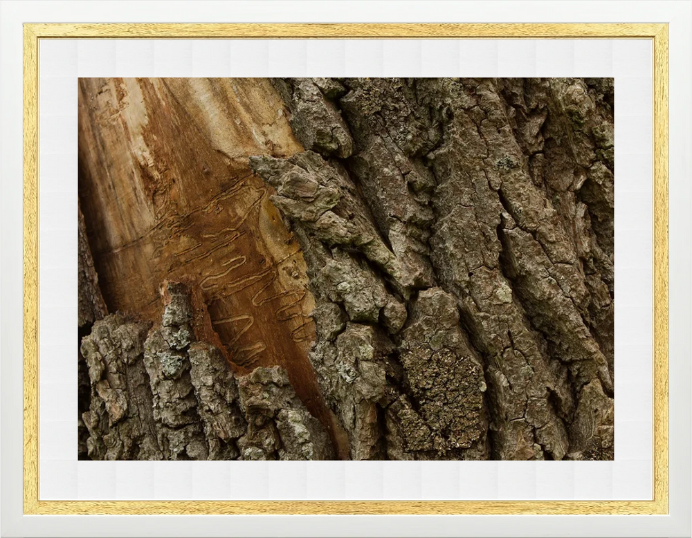 Corteccia e Gallerie di Xilofagi — Macro — AC