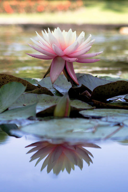 Ninfea Rosa in Fiore — Laghetto | Stampa d’Autore AC | 0001