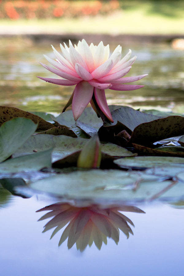 Ninfea Rosa in Fiore — Laghetto | Stampa d’Autore AC | 0001