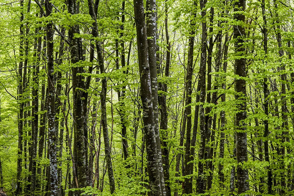 Foresta — Appennino Emiliano | Stampa d’Autore AC | 0007