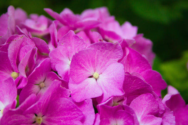 Ortensia Rosa — Parco Giardino Sigurtà | Stampa d’Autore AC | 0008