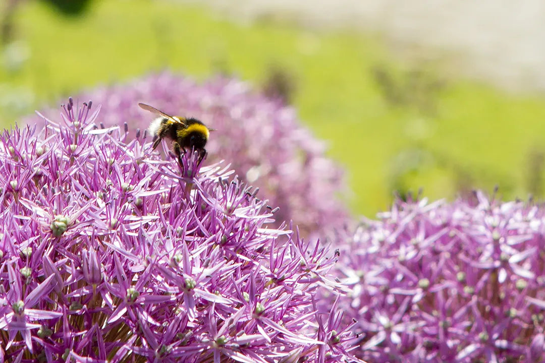 Bombo su Allium — Parco Giardino Sigurtà | Stampa d’Autore Andrea Calanca | 0011