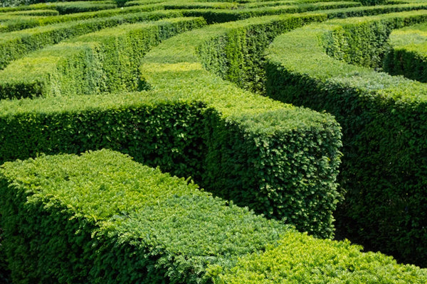 Labirinto di Siepi — Parco Giardino Sigurtà | Stampa d’Autore AC | 0012