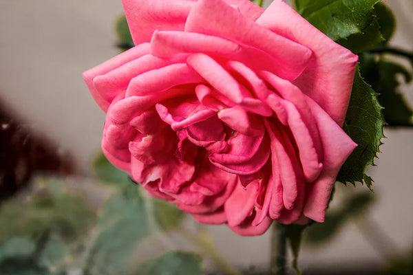 Rosa Rosa in Fioritura — Botanica | Stampa d’Autore AC | 0014