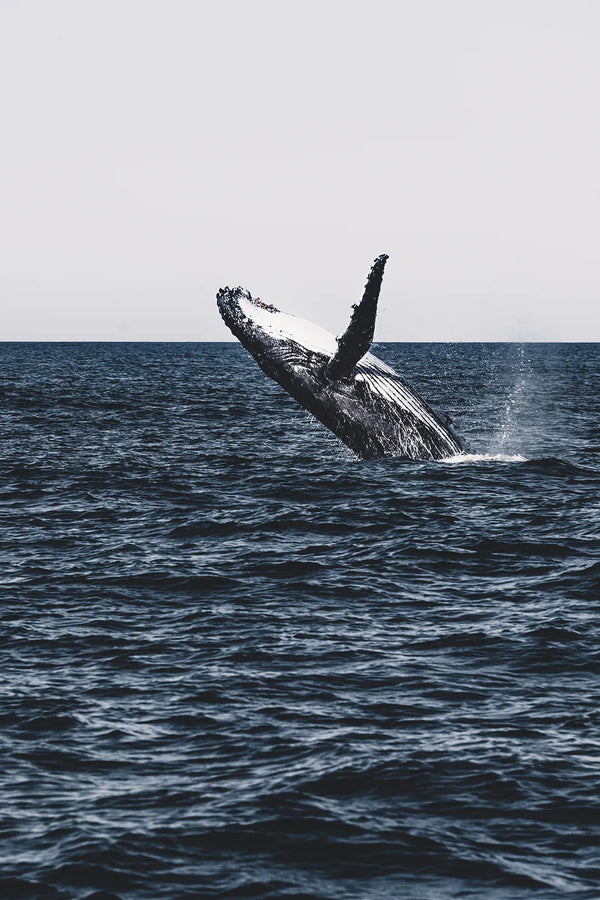 Megattera in Salto — Oceano | Stampa d’Autore Filippo Mondello | 0015