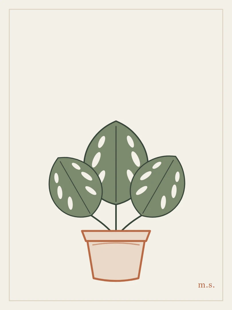 Monstera, mattina