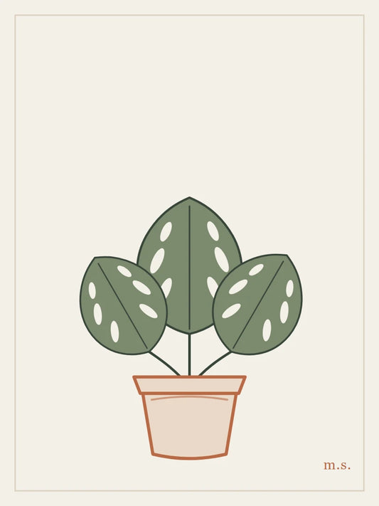 Monstera, mattina