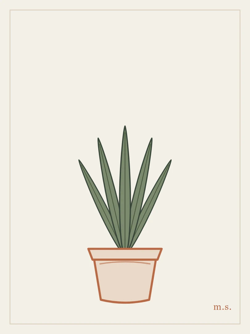 Sansevieria, verticale