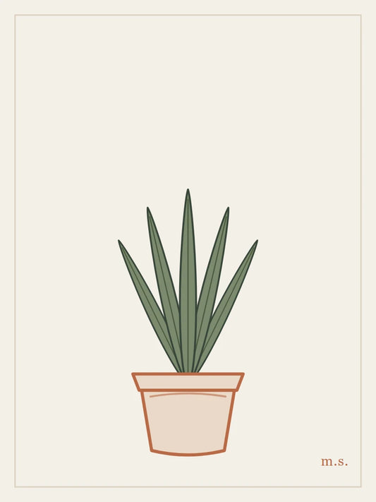 Sansevieria, verticale