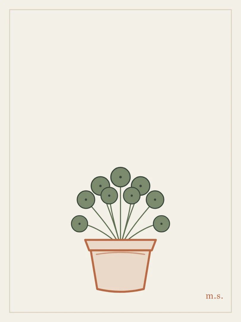 Pilea, monetine