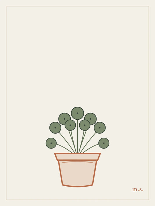 Pilea, monetine