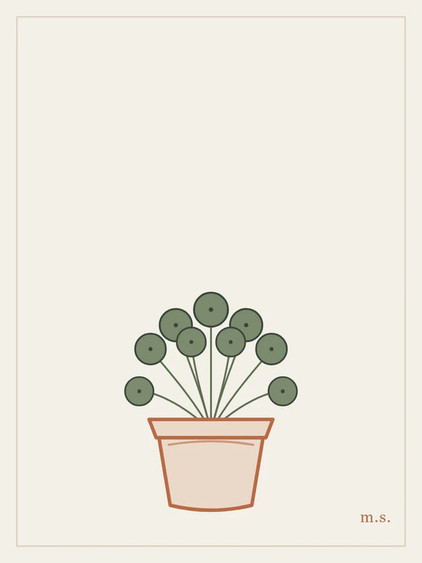 Pilea, monetine