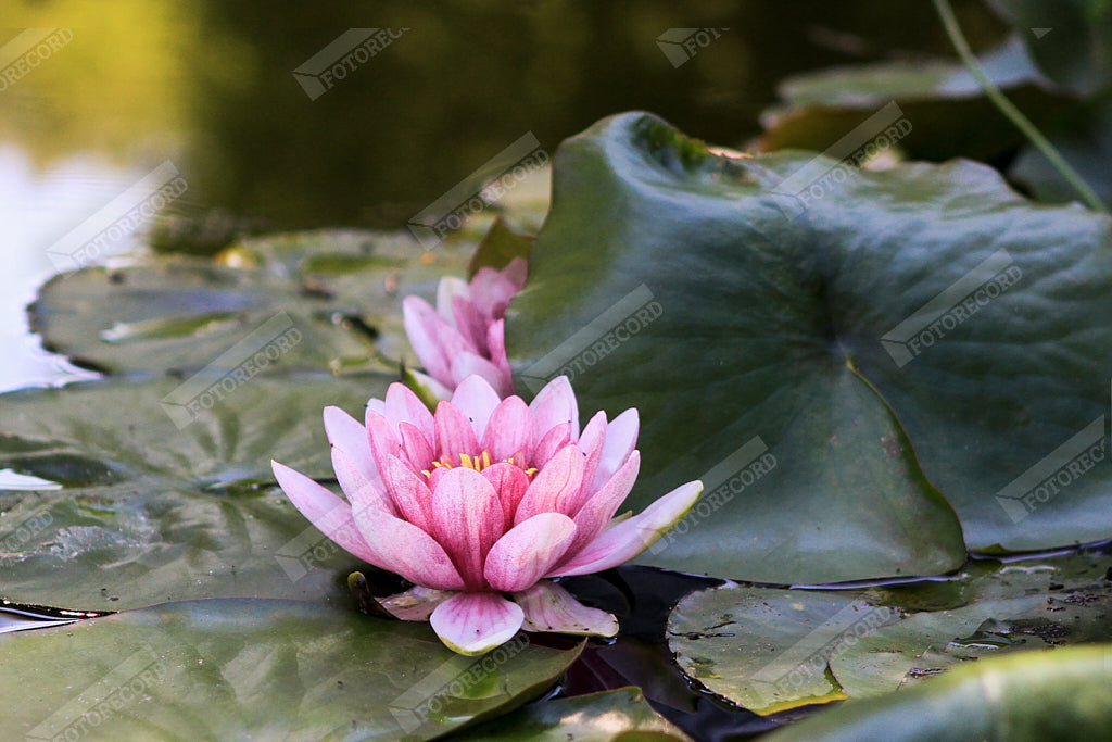 Naturfotodruck für Möbel – FR1005