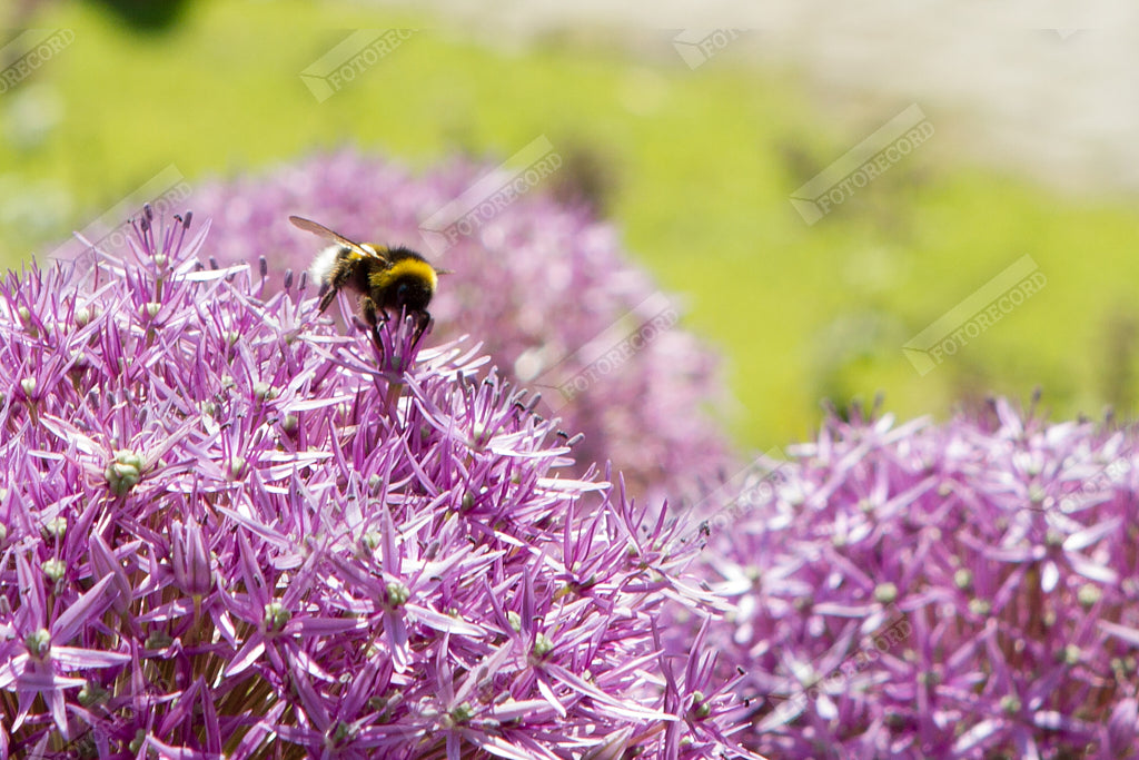 Tirage photo nature pour meuble - FR1005