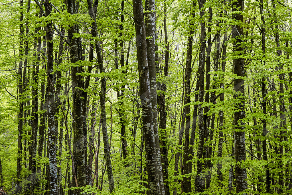 Stampa di foto naturalistica per arredo - AC1008