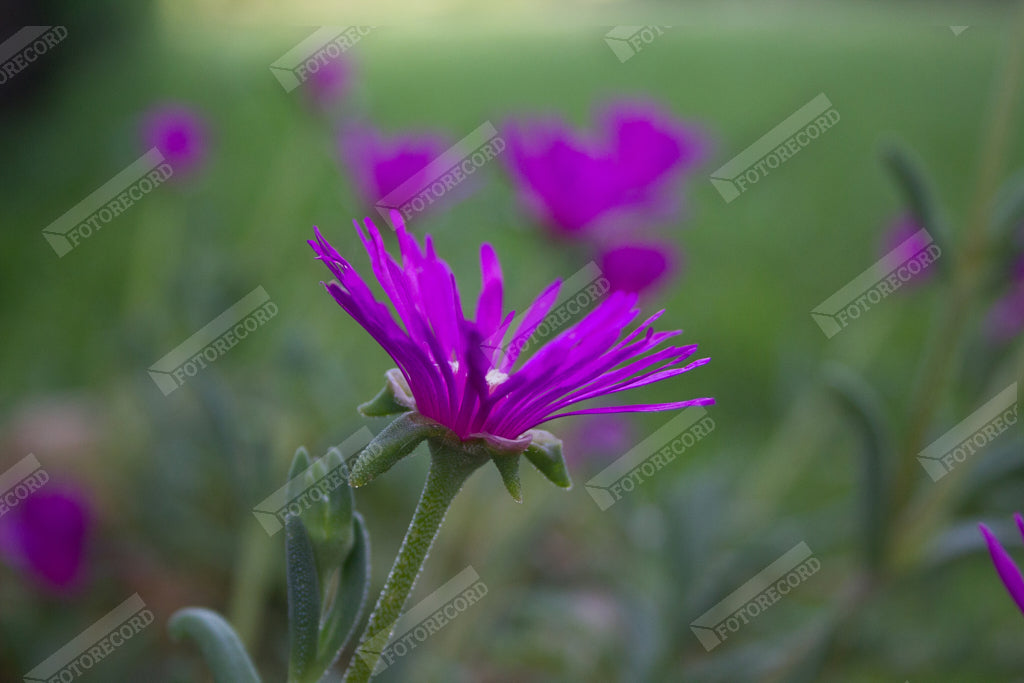 Stampa di foto naturalistica per arredo - AC1012