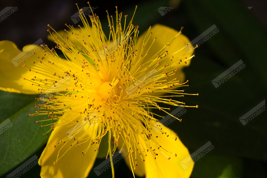 Tirage photo nature pour meuble - FR1005