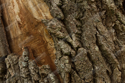 Naturfotodruck für Möbel – FR1005