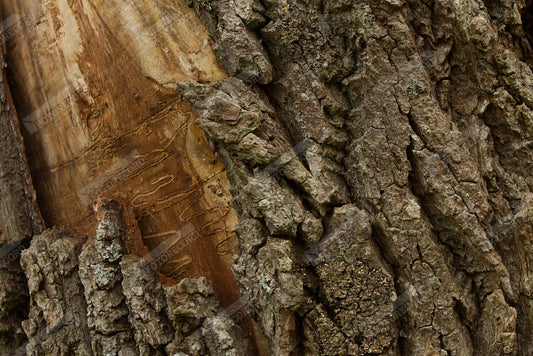 Stampa di foto naturalistica per arredo - AC1022